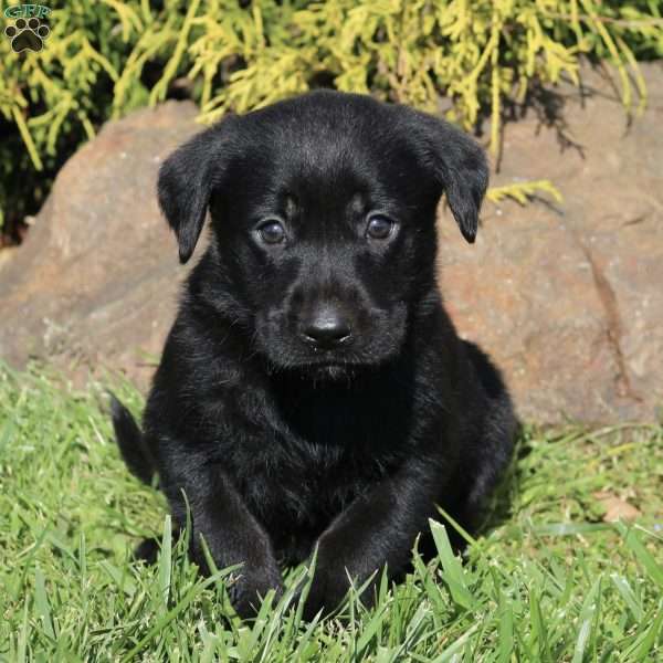 Kipper, Black Labrador Retriever Puppy