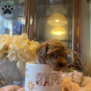 Abraham, Toy Poodle Puppy