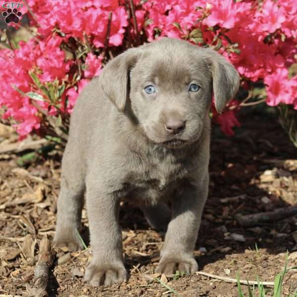Kayla, Silver Labrador Retriever Puppy