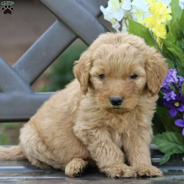 Blake, Goldendoodle Puppy