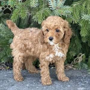 Lucy, Cockapoo Puppy