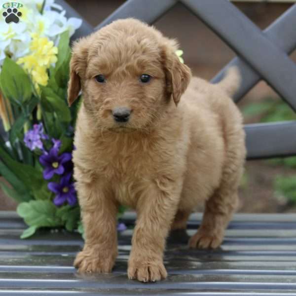 Bud, Goldendoodle Puppy