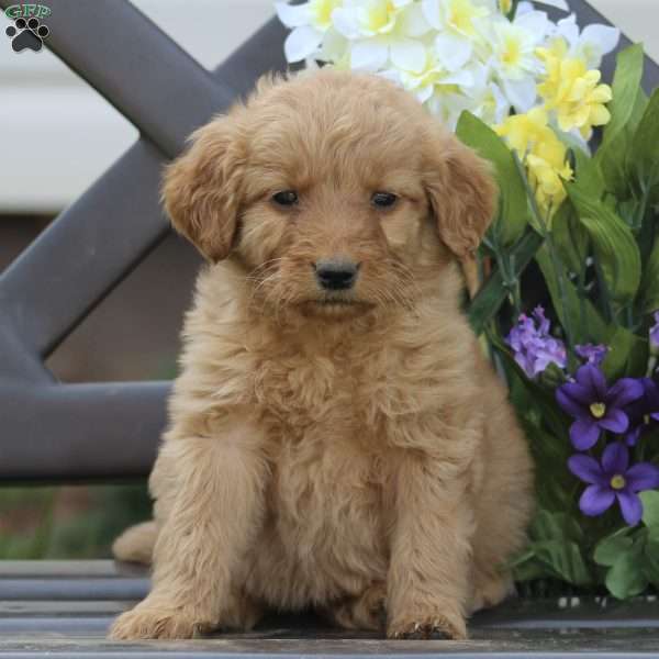 Brook, Goldendoodle Puppy