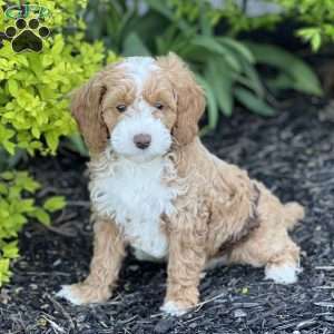Cockapoo Puppies for Sale - Greenfield Puppies
