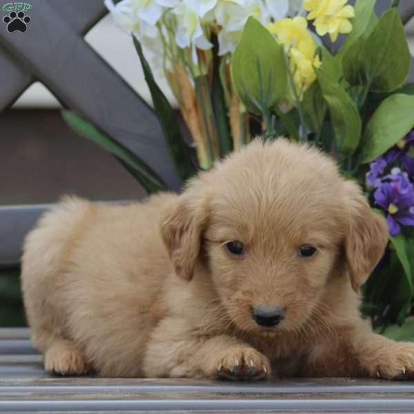 Bobby, Goldendoodle Puppy