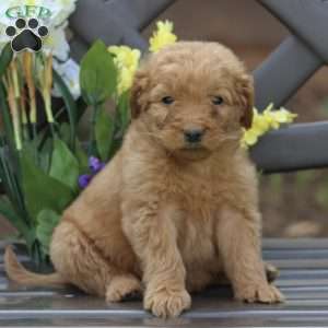 Belle, Goldendoodle Puppy