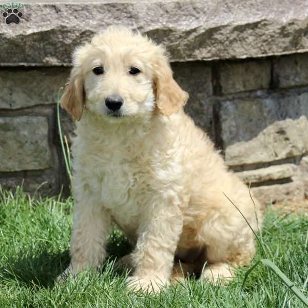 Gia, Goldendoodle Puppy