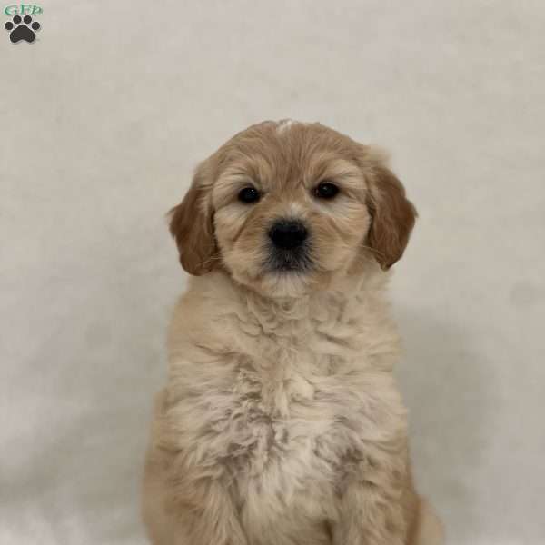 Mack, Mini Goldendoodle Puppy