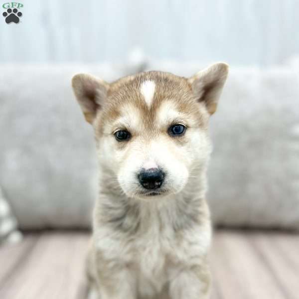 Nina, Shepsky Puppy