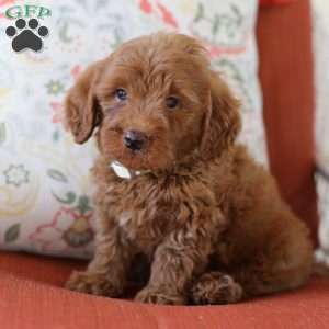 Charlie, Mini Goldendoodle Puppy