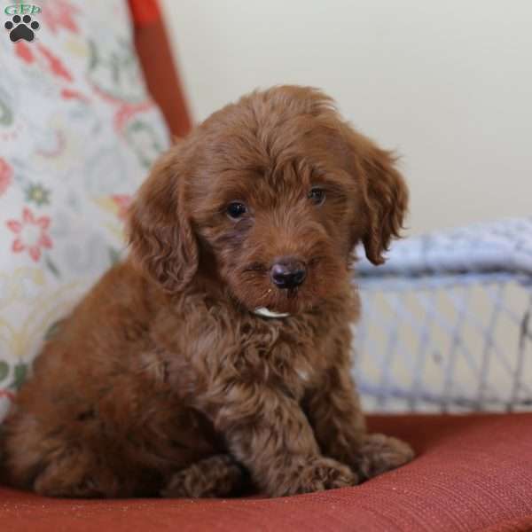 Charlie, Mini Goldendoodle Puppy