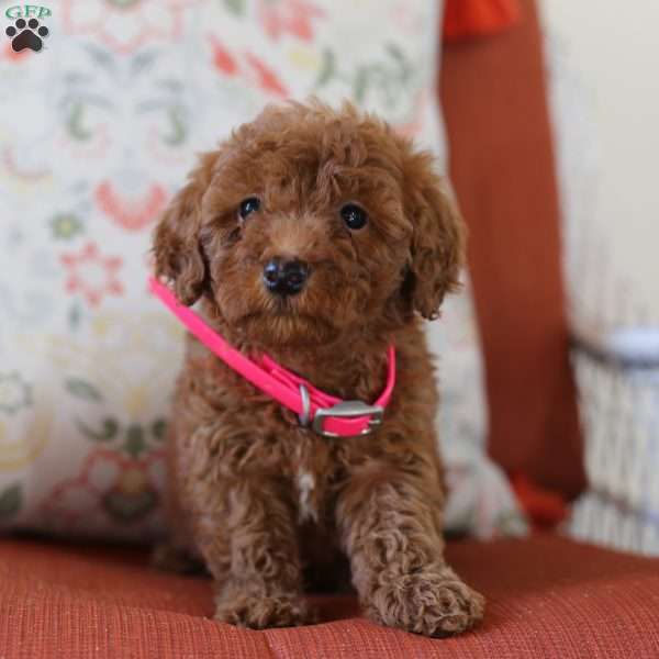 Carly, Mini Goldendoodle Puppy