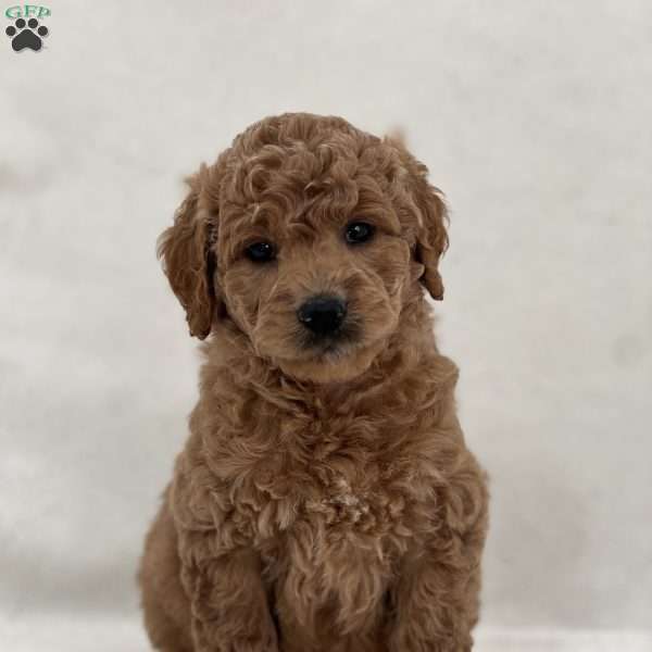 Milo, Mini Goldendoodle Puppy