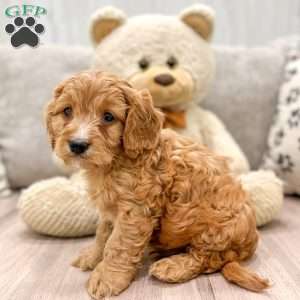 Archie, Cavapoo Puppy