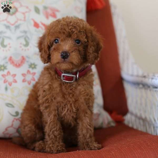 Crystal, Mini Goldendoodle Puppy