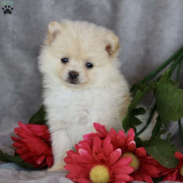 Max, Pomeranian Puppy