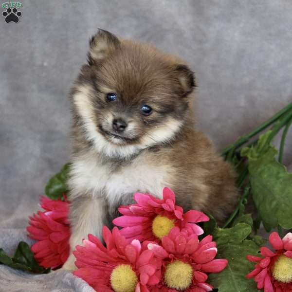Maggie, Pomeranian Puppy