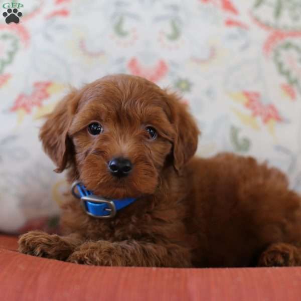 Cody, Mini Goldendoodle Puppy