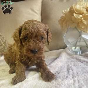 Abraham, Toy Poodle Puppy