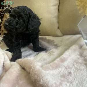 Ivy, Toy Poodle Puppy