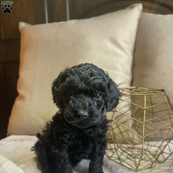 Ivy, Toy Poodle Puppy