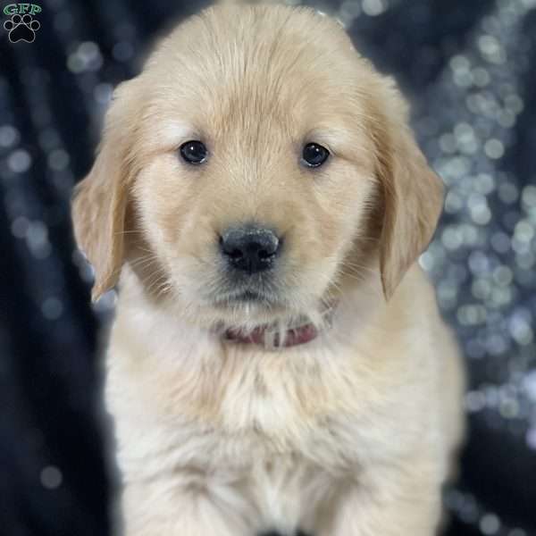 Rosie, Golden Retriever Puppy