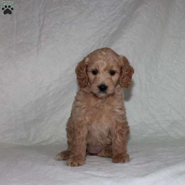 Bailey, Mini Goldendoodle Puppy