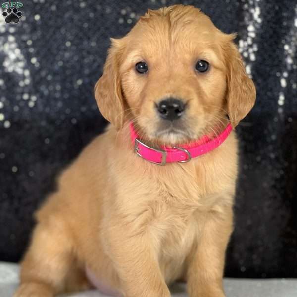 Ruby, Golden Retriever Puppy