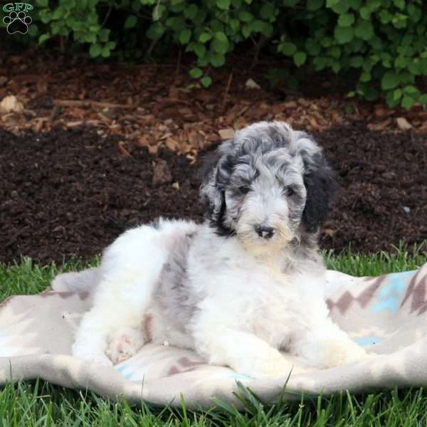 Ian, Standard Poodle Puppy