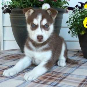 Ingrid, Siberian Husky Puppy