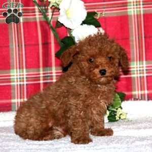 Isaac, Miniature Poodle Puppy