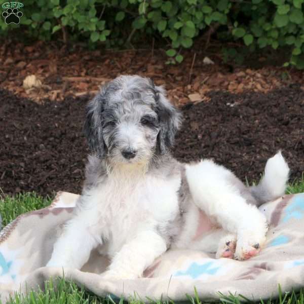 Isabel, Standard Poodle Puppy