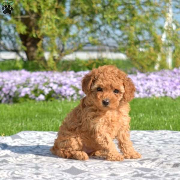 Isabelle, Toy Poodle Puppy
