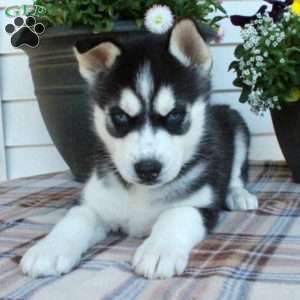 Ivan, Siberian Husky Puppy