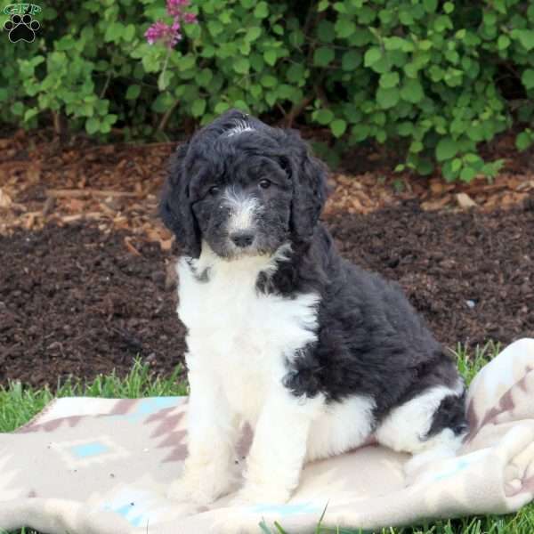 Ivy, Standard Poodle Puppy