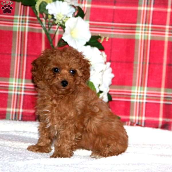Ivy, Miniature Poodle Puppy