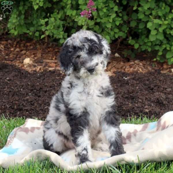 Izzie, Standard Poodle Puppy