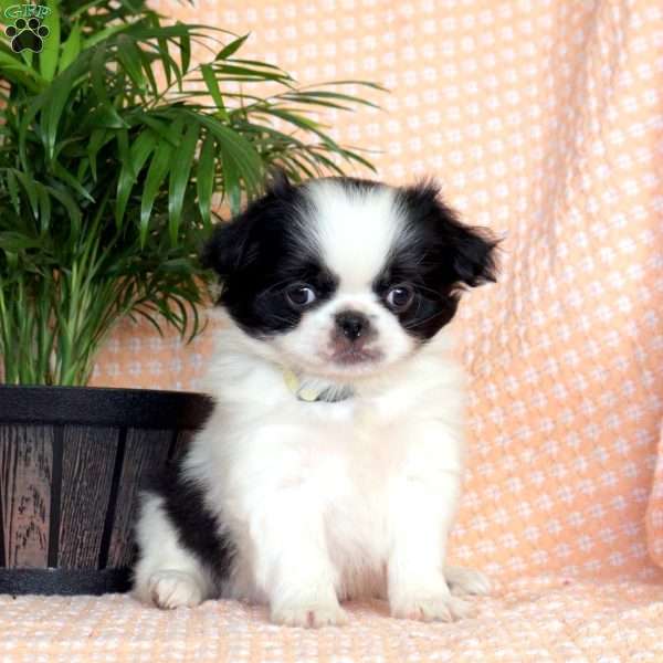 Jackson, Japanese Chin Puppy