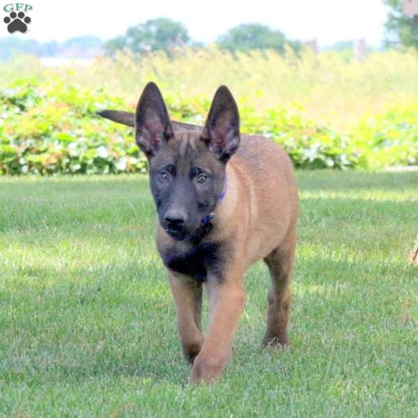 Jackson, Belgian Malinois Puppy