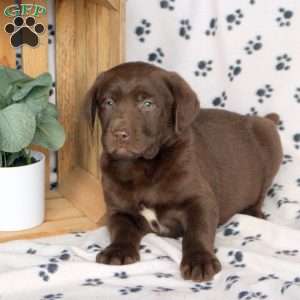 Jackson, Chocolate Labrador Retriever Puppy