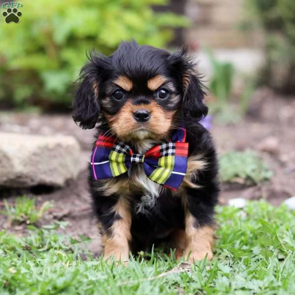 Jake, Cavalier King Charles Spaniel Puppy