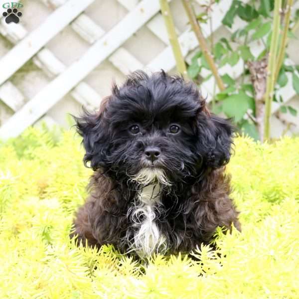 Jasmine, Shih-Poo Puppy