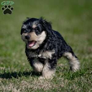 Jasper, Miniature Schnauzer Puppy