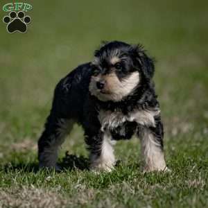 Jasper, Miniature Schnauzer Puppy