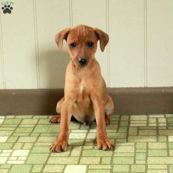 Jasper, Miniature Pinscher Puppy
