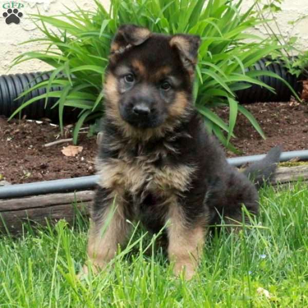 Jayna, German Shepherd Puppy