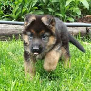 Jayna, German Shepherd Puppy