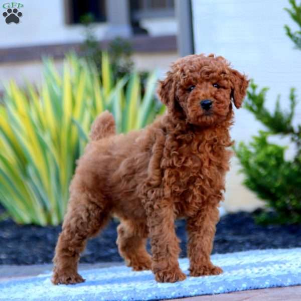 Jazzy, Miniature Poodle Puppy