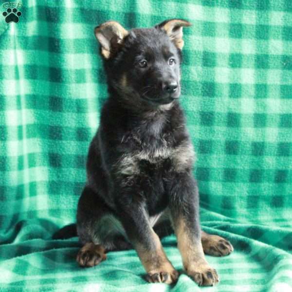 Jemima, German Shepherd Puppy