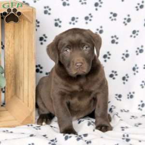 Jenna, Chocolate Labrador Retriever Puppy